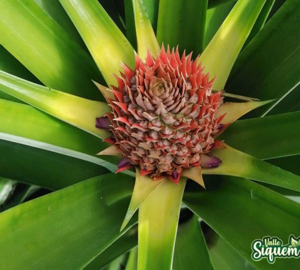 Piña
