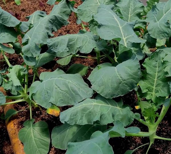 Vegetales