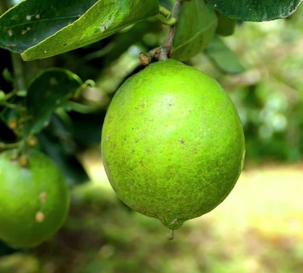 Limón Mesino